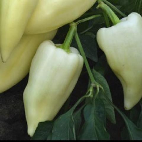 Mira peppers, white, fairly narrow and pointed, smooth