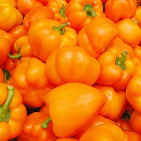 Pepper Orange Sun, bright orange bell peppers