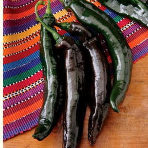Pasilla Holy Mole pepper, very dark green almost black, long thing peppers