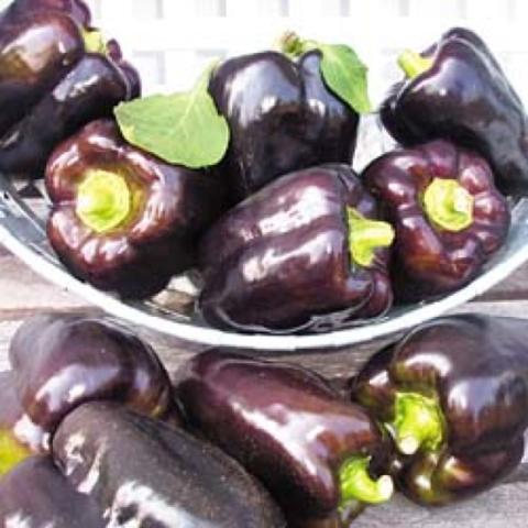 Dark purple bell peppers
