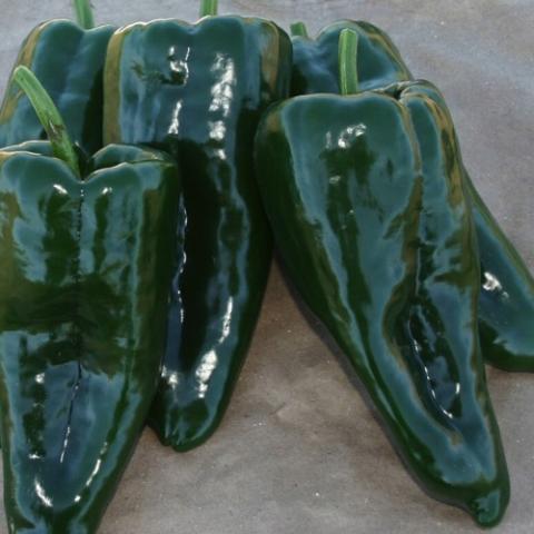 Pepper Poblano San Ardo, very shiny dark green
