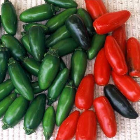 Serrano peppers, short green or bright red peppers