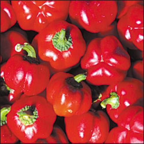 Sheepnose Pimento peppers, small bright red fruits