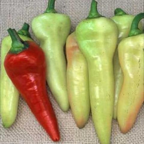 Sweet banana pepper, long thin yellow-green turning to red