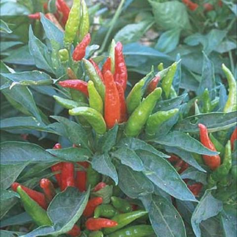 Thai Hot peppers growing on a bushy plant