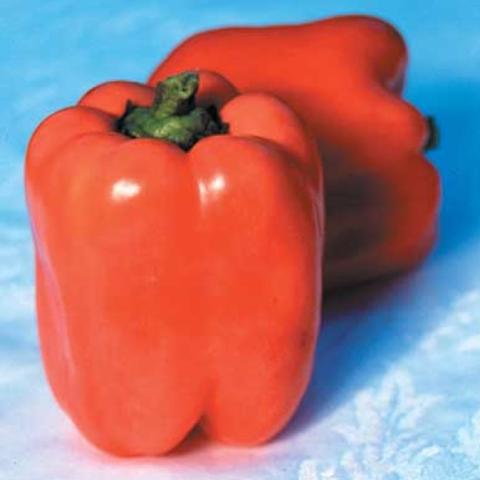 Valencia pepper, orange sweet pepper
