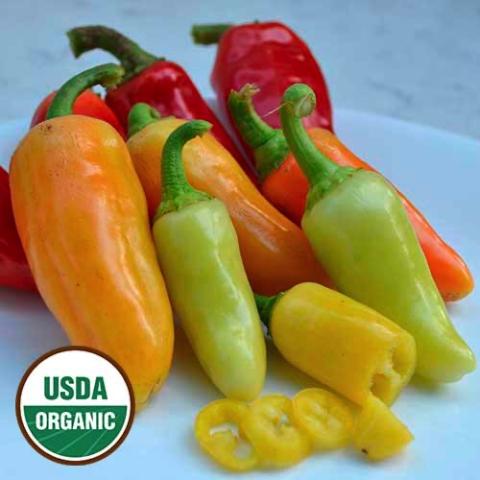 Hot Pepper Wenk's Yellow, short hot peppers in light green, yellow, orange and red