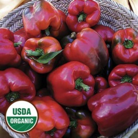 Wisconsin Lakes pepper, smallish red bell peppers