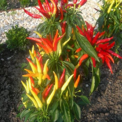 Medusa pepper showing red, green and yellow narrow fruits at once