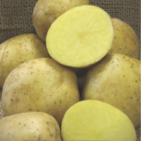 Oneida Gold potatoes, yellow inside, yellow skin, round
