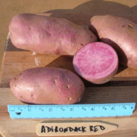 Adirondack Red potato, pink to red outside, fuchsia inside