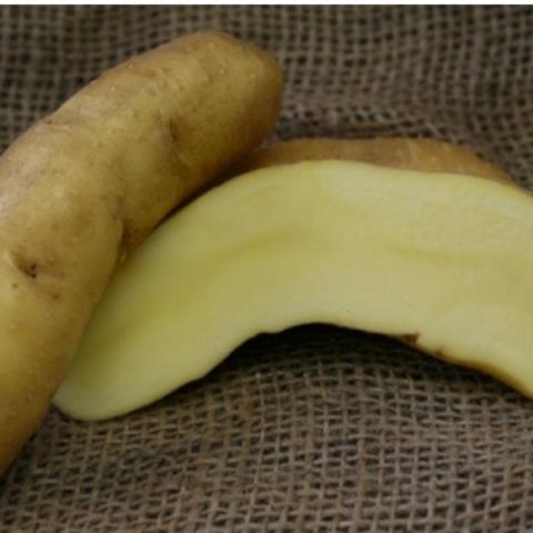 Potato Austrian Crescent, curved fingerling, tan skin, white to yellow interior