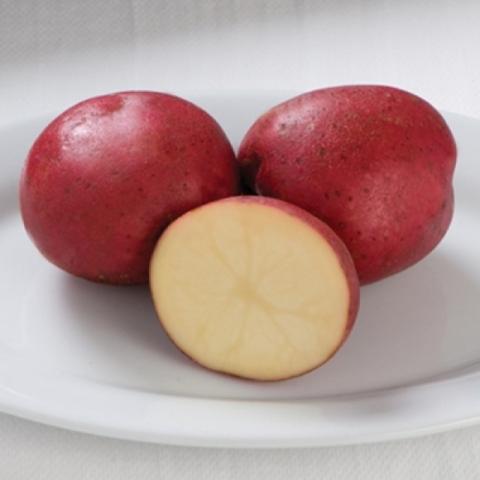 Dark Red Norland potato, red skin, white-yellow inside