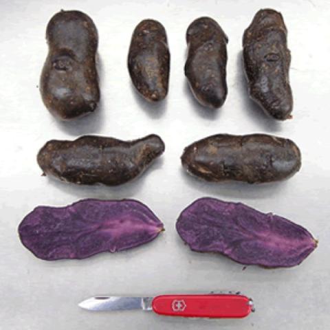 Magic Molly potato, purple through and through, elongated
