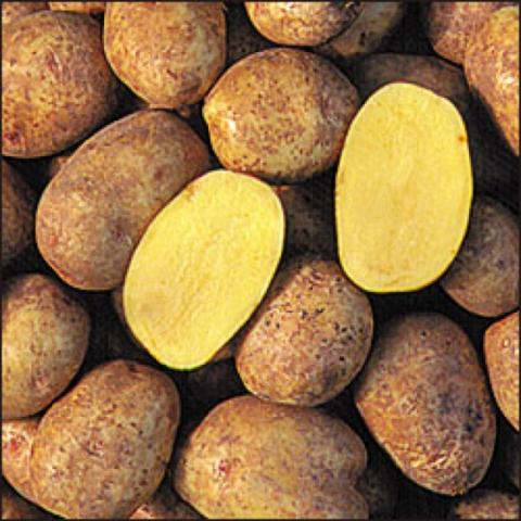 Yukon Gold potatoes, brown skins, yellow flesh