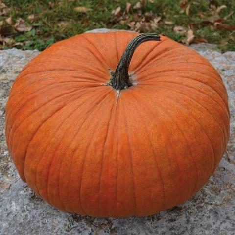 Cornfield Pumpkin, flattened orange squash
