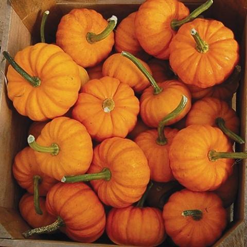 Pumpkin Jack Be Little, small light orange pumpkins