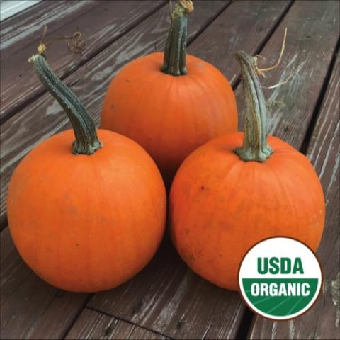 Pumpkin North Circle, round orange pumpkins