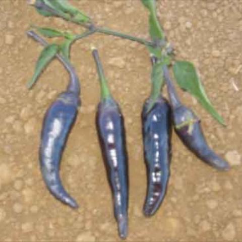 Long Purple Cayenne peppers