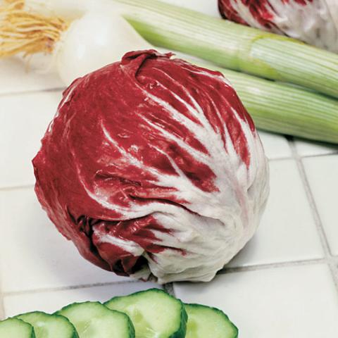 Radicchio 'Indigo', head of red leaves with a white base