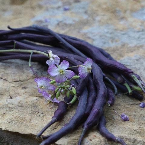 Radish Purple Rat Tail, purple pods and purple flowers
