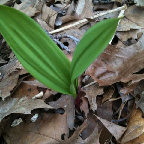 Ramp plant growing in leaves