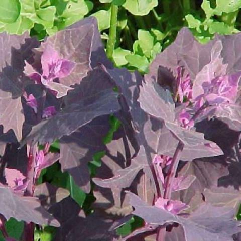 Red orach, purple leaves with lighter purple stems