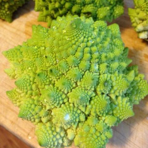 Broccoli 'Romanesco', lime green fractal shapes