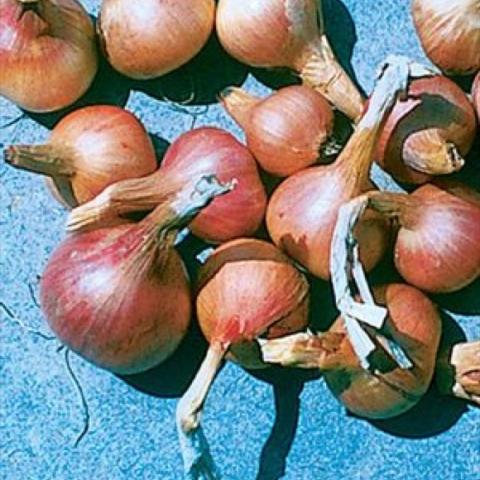 Shallots, small brown onions