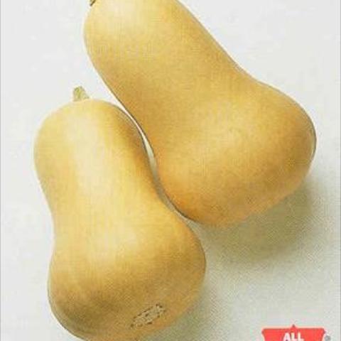 Butternut squash, bulbous-ended tan fruits