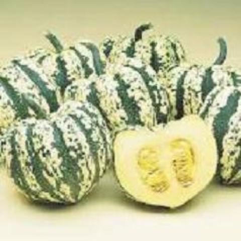 Hearts of Gold buttercup squash