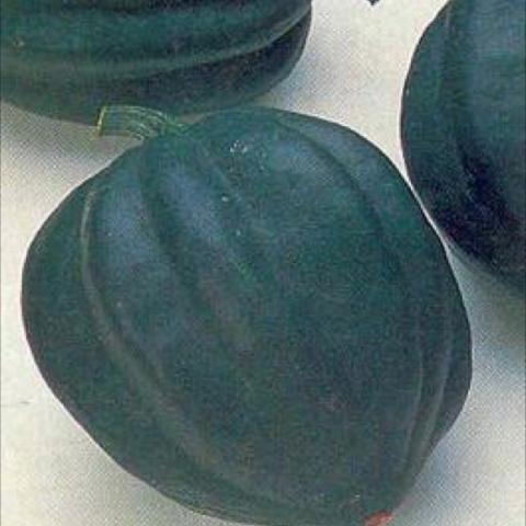 Dark green acorn squash