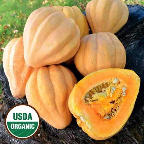 Squash Thelma Sanders, peach-cream rind, orange inside