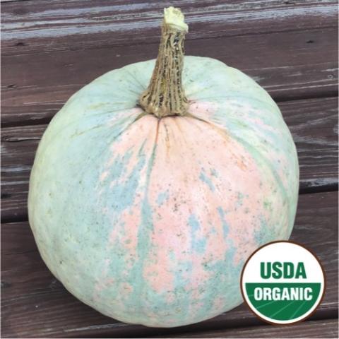 Squash Ukrainian, light green to light orange round squash