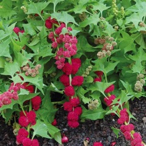 Chenopodium capitatum, green leaves and red berry-like drooping clusters