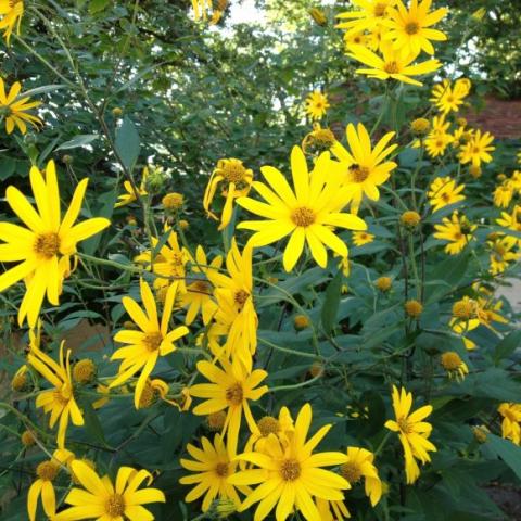 Sunchoke flowers, yellow sunflowers