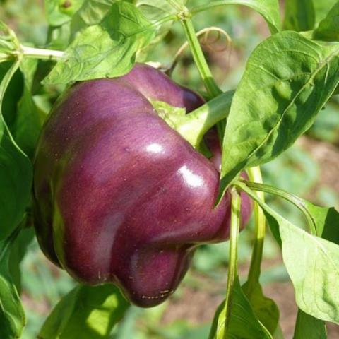 Pepper Tequila, purple fruit