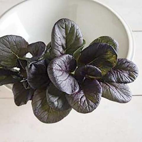 Tatsoi Scaret Red, very dark shiny curved brassica leaves