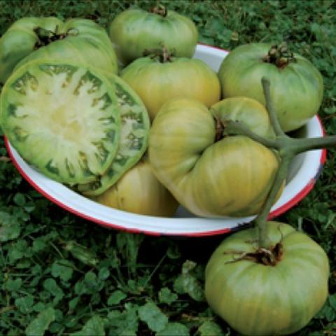 Aunt Ruby's German Green tomato, large green fruits