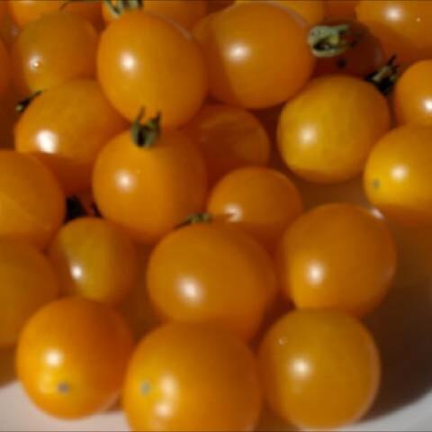 Tomato 'Blondkopfchen', small yellow fruits