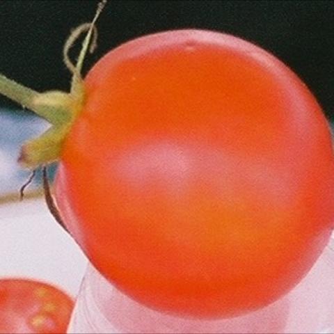 Carmello tomato, perfectly round red medium tomato