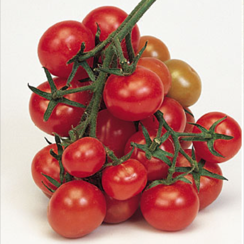 Christmas Grape tomato, cluster of red round small fruits
