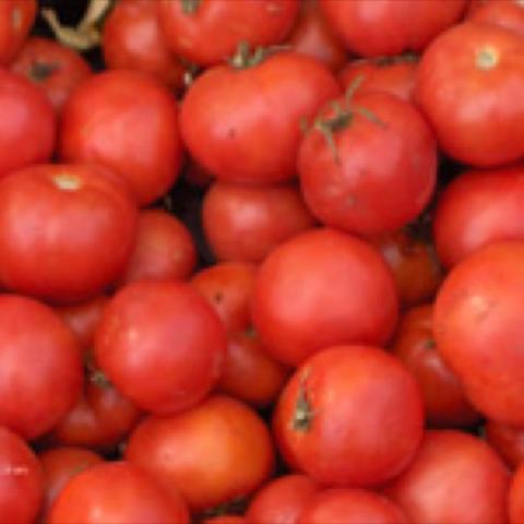 Early Annie tomato, small reds