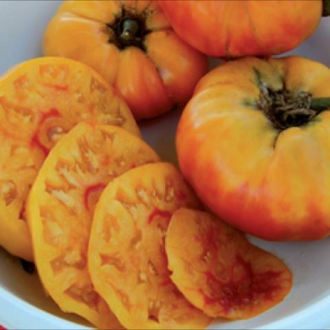 Gold Medal tomato, large yellow slicer