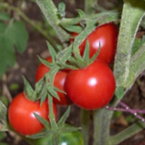 Grandpa's Minnesota tomato, very large cherry, red