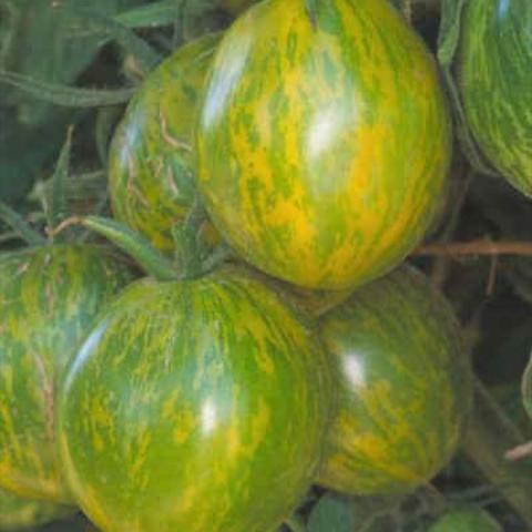 Green Zebra tomato, stripy-mottled green with yellow