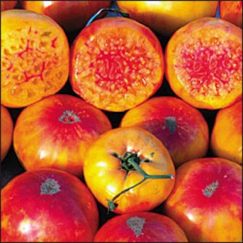 Tomato Hillbilly Potato Leaf, yellow with red centers