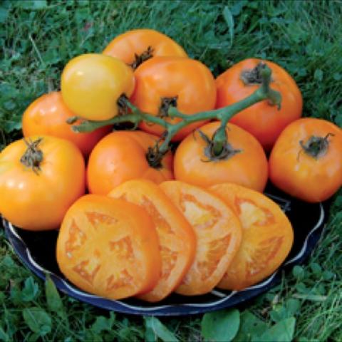 Moonglow tomato, large dark yellow/orange