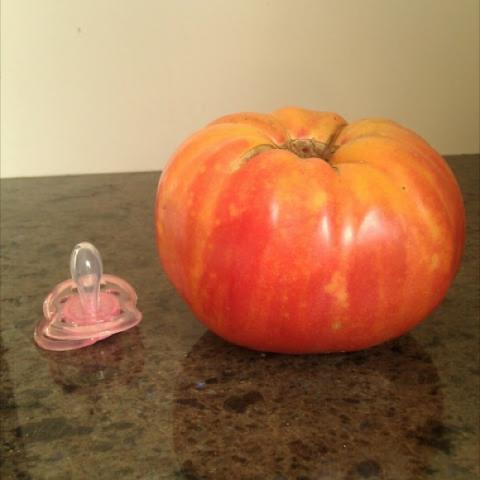 Mr. Stripey tomato, red with yellow streaks, very large