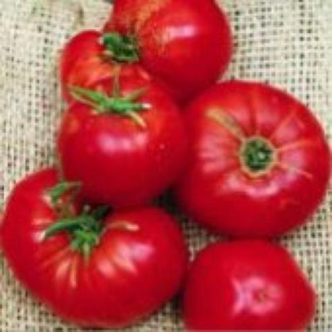 Omar's Lebanese tomato, bright dark red, classic heirloom look